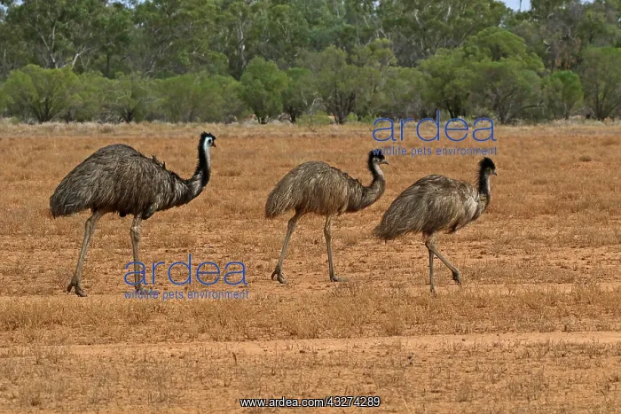 : Emu father and 2 youngsters A3722 : Emu father and 2 youngsters A3722