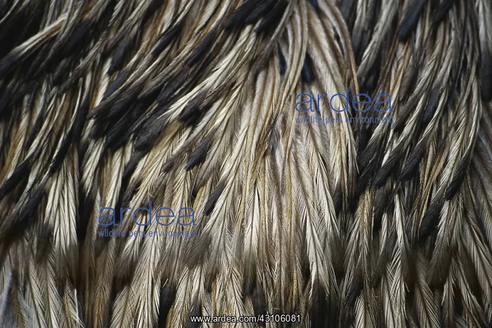 : Emu Feathers : Emu Feathers