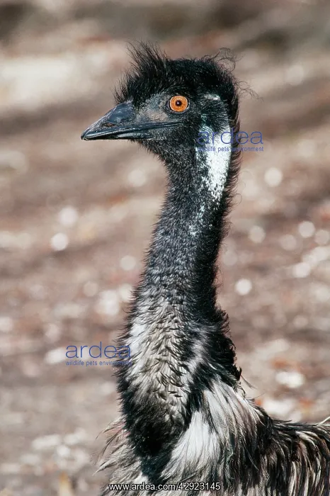  : EMU - female, close-up of head