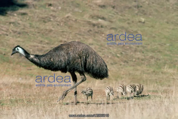 : EMU - FEMALE & YOUNG : EMU - FEMALE & YOUNG
