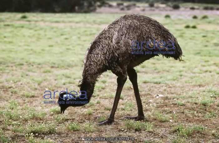: Emu Grazing : Emu Grazing