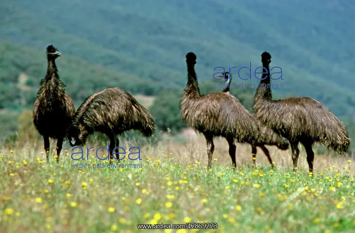  : Emu - Group in field