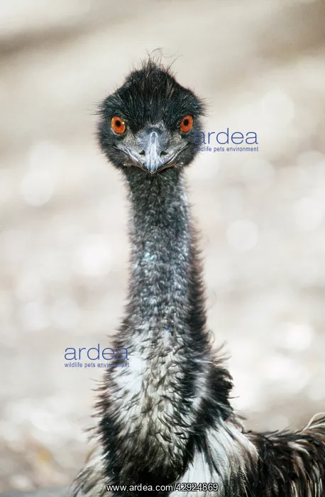 : EMU - Head : EMU - Head