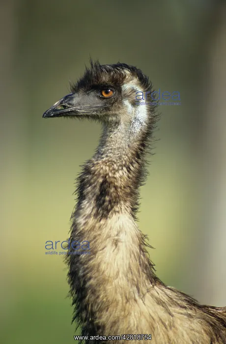 : Emu - Head shot, Australia's largest bird : Emu - Head shot, Australia's largest bird