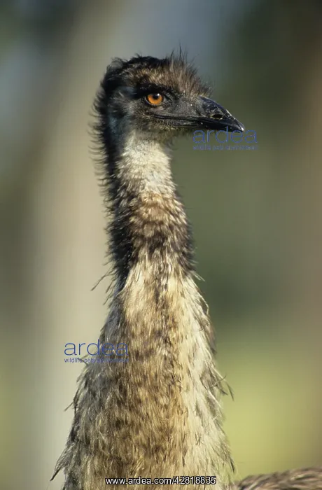 : Emu - Head shot. Australia's largest bird : Emu - Head shot. Australia's largest bird