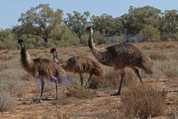 : Emu male and 2 young Emu male and 2 young : Emu male and 2 young Emu male and 2 young