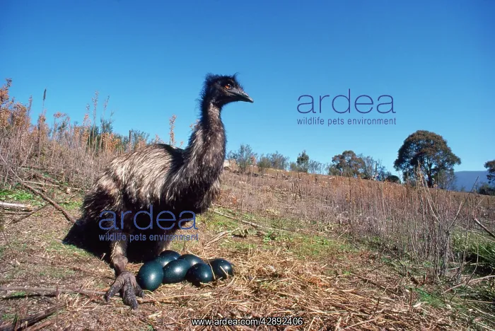 : EMU - male, sitting on eggs : EMU - male, sitting on eggs