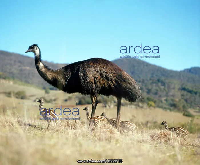 : Emu - male with young : Emu - male with young