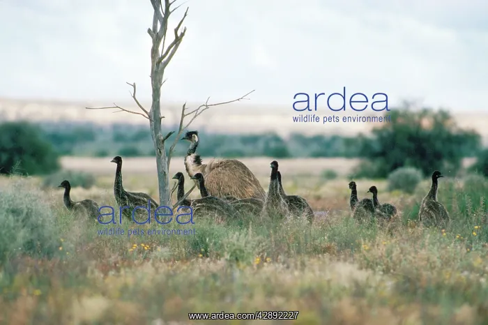 : Emu - male & young : Emu - male & young
