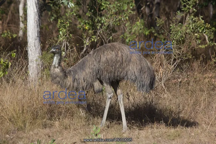 : Emu. Mareeba Wetlands, Atherton Tableland, Queensland, Australia : Emu. Mareeba Wetlands, Atherton Tableland, Queensland, Australia