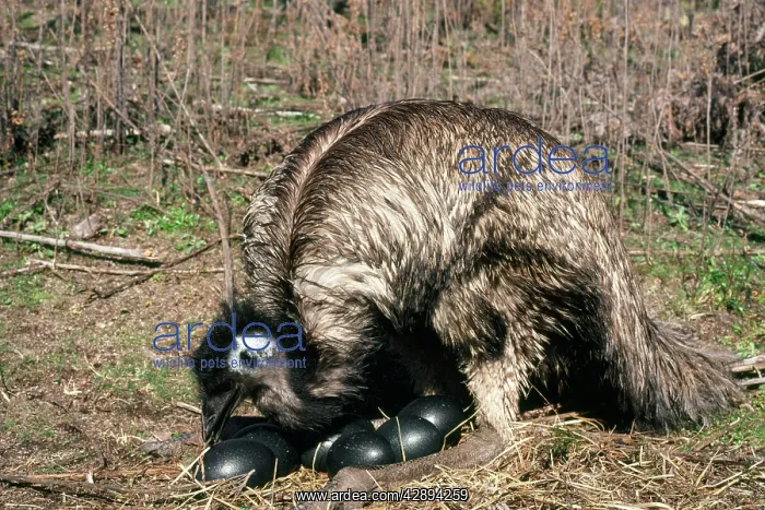  : EMU - on nest, with eggs