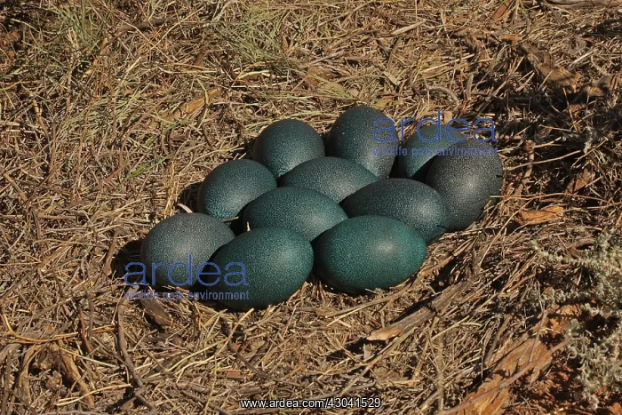 : Emu nest and eggs Emu nest and eggs : Emu nest and eggs Emu nest and eggs