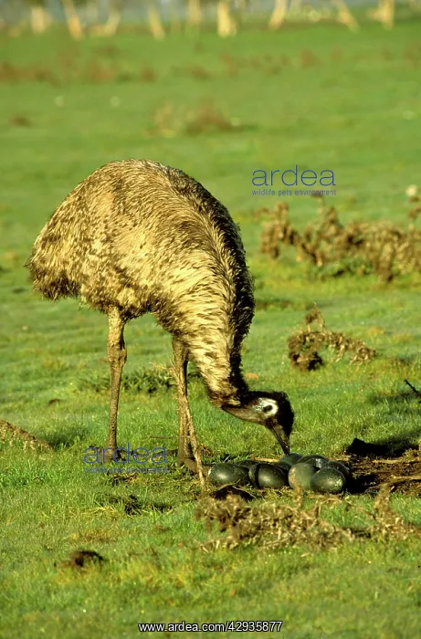 : Emu nesting - male moves in to sit on eggs : Emu nesting - male moves in to sit on eggs