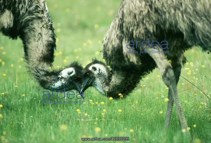 : EMU - pair touching head : EMU - pair touching head