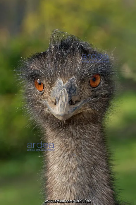 : Emu Portrait : Emu Portrait
