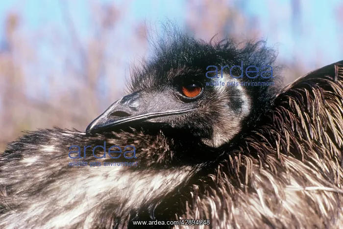  : EMU - SITTING ON EGGS