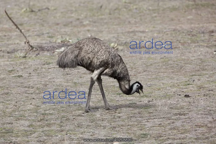 : Emu - In Tidbinbilla Nature Reserve - ACT - Australia : Emu - In Tidbinbilla Nature Reserve - ACT - Australia