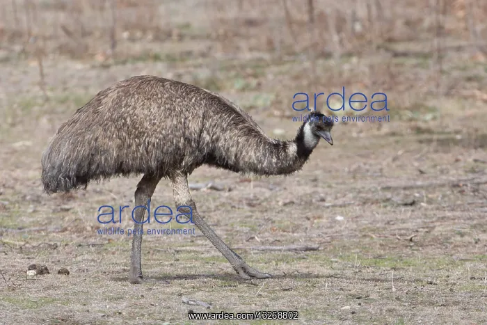: Emu - In Tidbinbilla Nature Reserve - ACT - Australia : Emu - In Tidbinbilla Nature Reserve - ACT - Australia