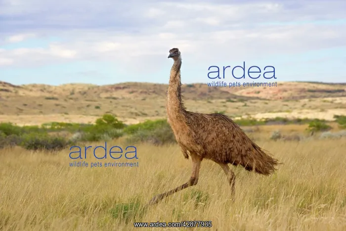  : Emu - wideangle shot of an adult emu stalking through