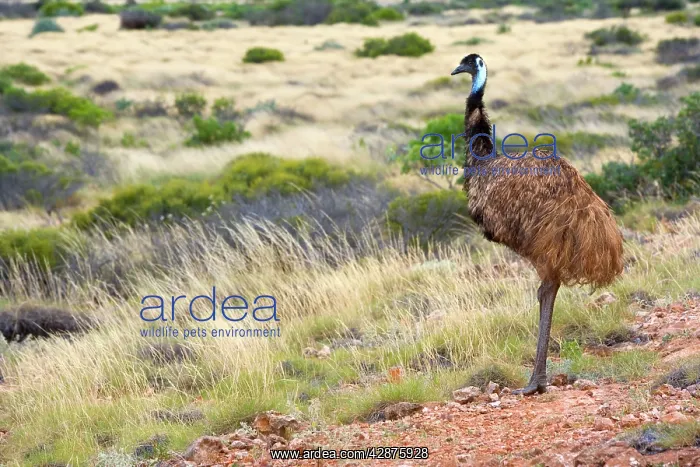: Emu - wideangle shot of an adult emu standing on : Emu - wideangle shot of an adult emu standing on