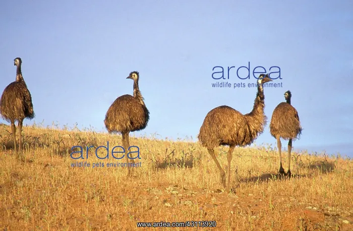 : Emus (Dromaius novaehollandiae), Flinders Range, South Australia : Emus (Dromaius novaehollandiae), Flinders Range, South Australia