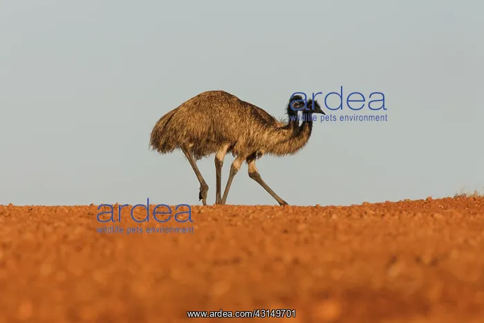 : Emus (Dromaius novaehollandiae) the largest birds native to Australia : Emus (Dromaius novaehollandiae) the largest birds native to Australia