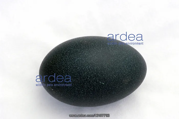 : Emu's Egg. Emu's egg : Emu's Egg. Emu's egg