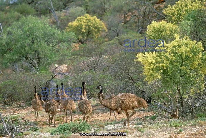 : Emus - group : Emus - group