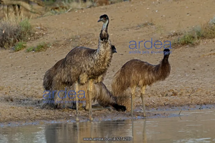 : Emus at waterhole father and youngsters A4004 : Emus at waterhole father and youngsters A4004