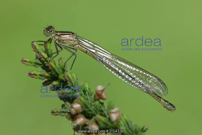 : Enallagma cyathigerum : Enallagma cyathigerum