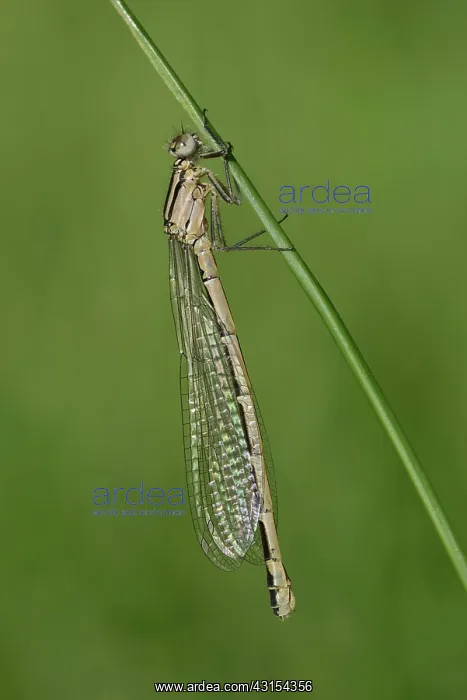 : Enallagma cyathigerum : Enallagma cyathigerum