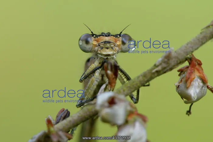 : Enallagma cyathigerum : Enallagma cyathigerum