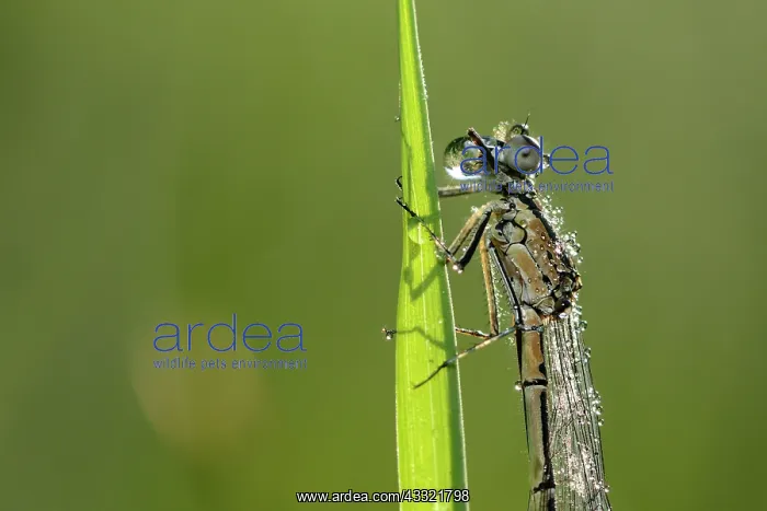 : Enallagma cyathigerum : Enallagma cyathigerum