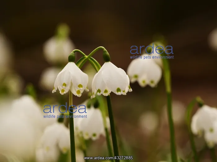 : enbecher blc;Leucojum vernum : enbecher blc;Leucojum vernum