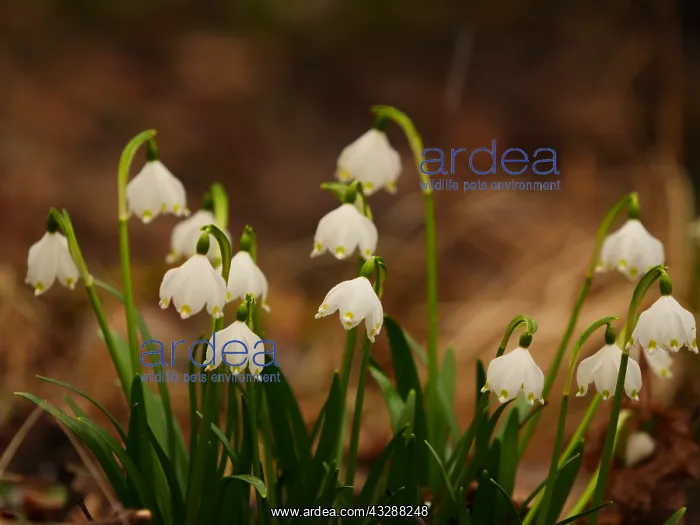 : enbecher blc;Leucojum vernum : enbecher blc;Leucojum vernum