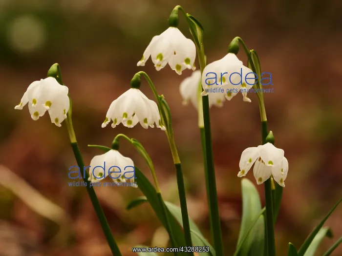: enbecher blc;Leucojum vernum : enbecher blc;Leucojum vernum