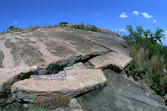 : Enchanted Rock Exfoliating : Enchanted Rock Exfoliating