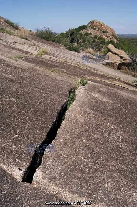 : Enchanted Rock exfoliation : Enchanted Rock exfoliation