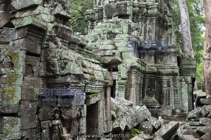 : Enchanted temple city, jungle temple : Enchanted temple city, jungle temple