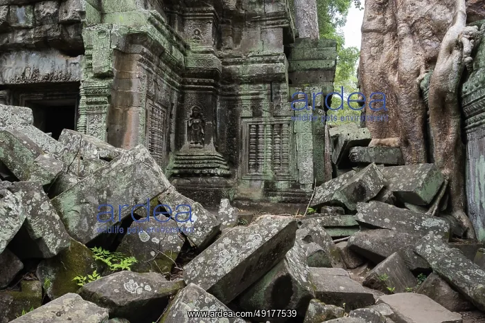 : Enchanted temple city, jungle temple : Enchanted temple city, jungle temple