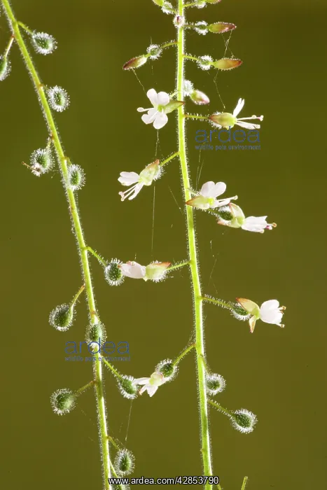: Enchanter's nightshade - in flower and fruit, with : Enchanter's nightshade - in flower and fruit, with