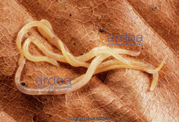  : Enchytraeid Worms