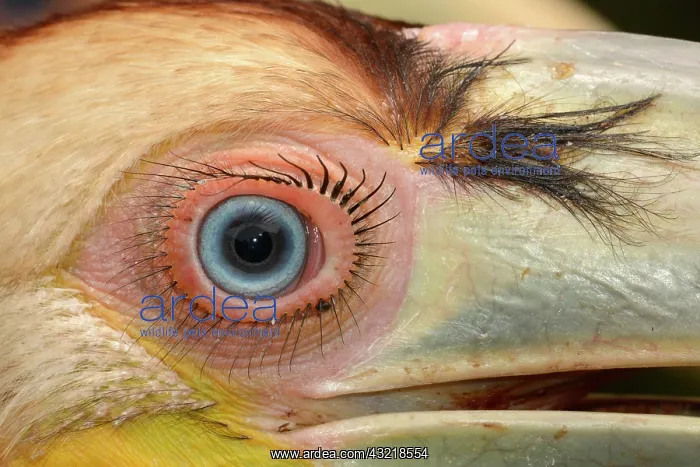 : Encircled wreathed hornbill (Rhyticeros undulatus) : Encircled wreathed hornbill (Rhyticeros undulatus)