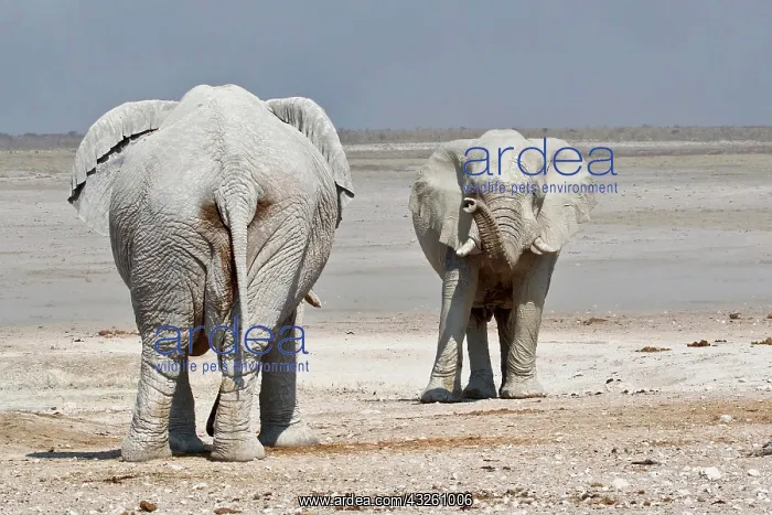 : Encounter of two african elephant (Loxodonta africana) : Encounter of two african elephant (Loxodonta africana)