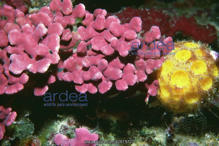 : Encrusting coralline Algae and Yellow Sponge : Encrusting coralline Algae and Yellow Sponge