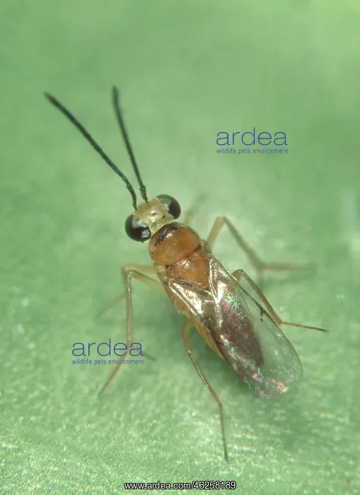 : Encyrtid wasp : Encyrtid wasp