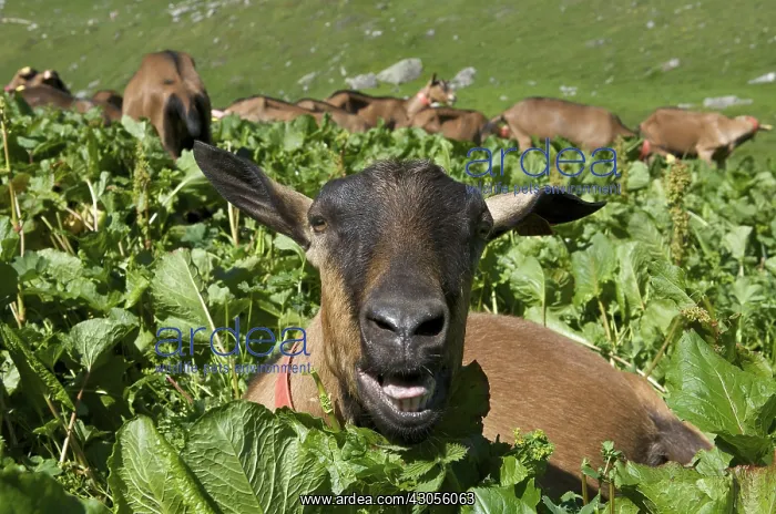 : End of transhumance goats to pastures Savoie : End of transhumance goats to pastures Savoie