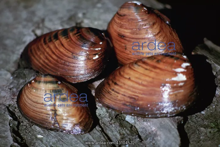 : Endangered Clubshell Mussel : Endangered Clubshell Mussel
