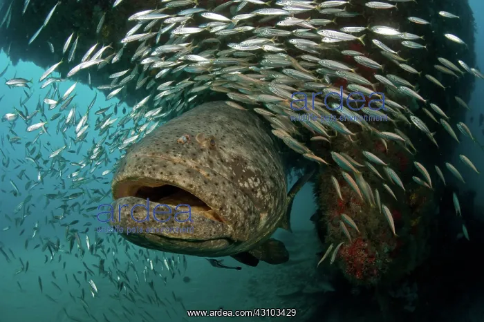 : Endangered Goliath Grouper : Endangered Goliath Grouper