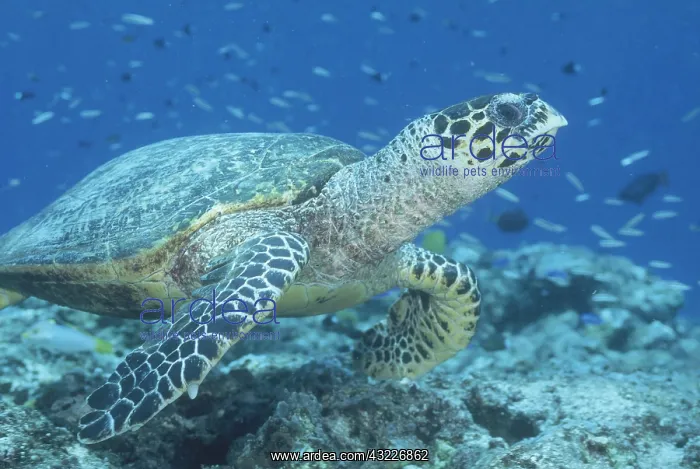 : An endangered hawksbill sea turtle (Eretmochelys : An endangered hawksbill sea turtle (Eretmochelys